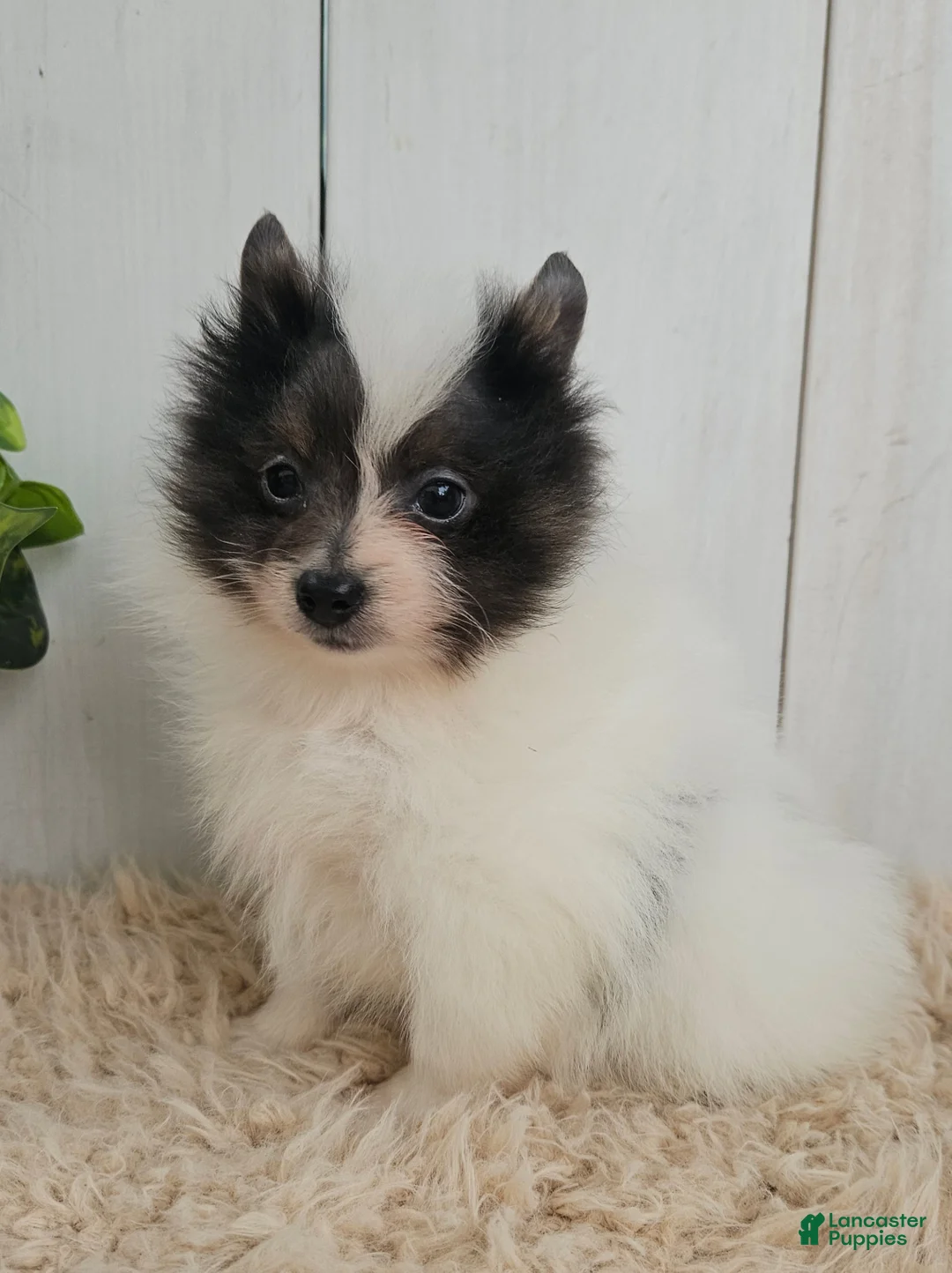 Pomeranian dogs for sale: Oreo - Ad 1