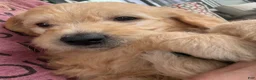 Double Doodle dogs for sale: River - F2 Double Doodle - Ad 14