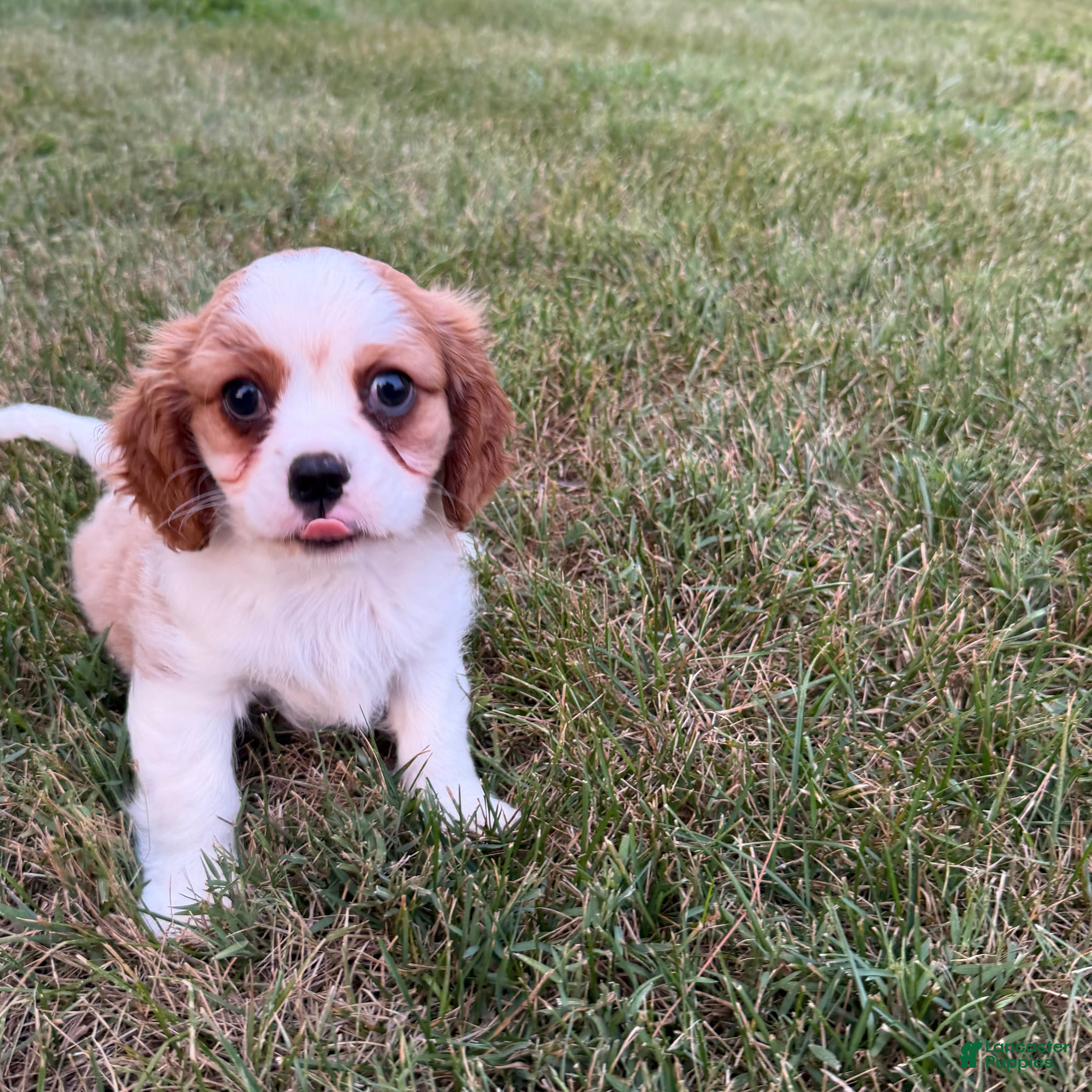 Cavalier King Charles Spaniel dogs Joshua Cavalier King Charles Spaniel  - Ad 2