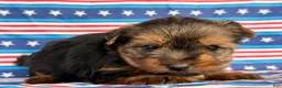 Yorkshire Terrier dogs for sale: Nicole Yorkshire Terrier  - Ad 5