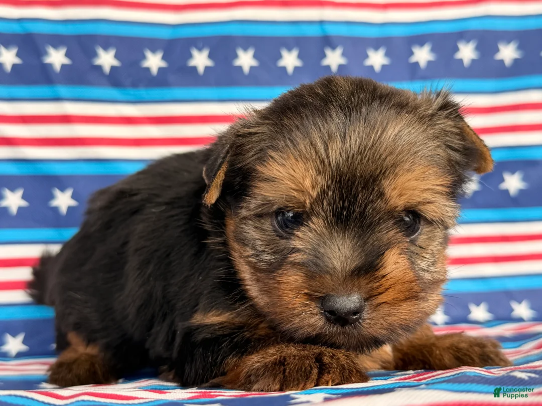 Yorkshire Terrier dogs for sale: Nicole Yorkshire Terrier  - Ad 5