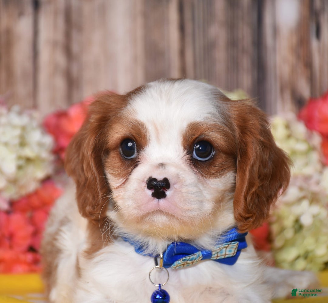 Cavalier King Charles Spaniel dogs for sale: Nash - Ad 4