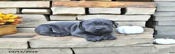Cane Corso dogs for sale: Cooper - Ad 5