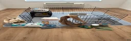 Miniature Dachshund dogs for sale: Miniature Dachshund Puppy 1 - Ad 5