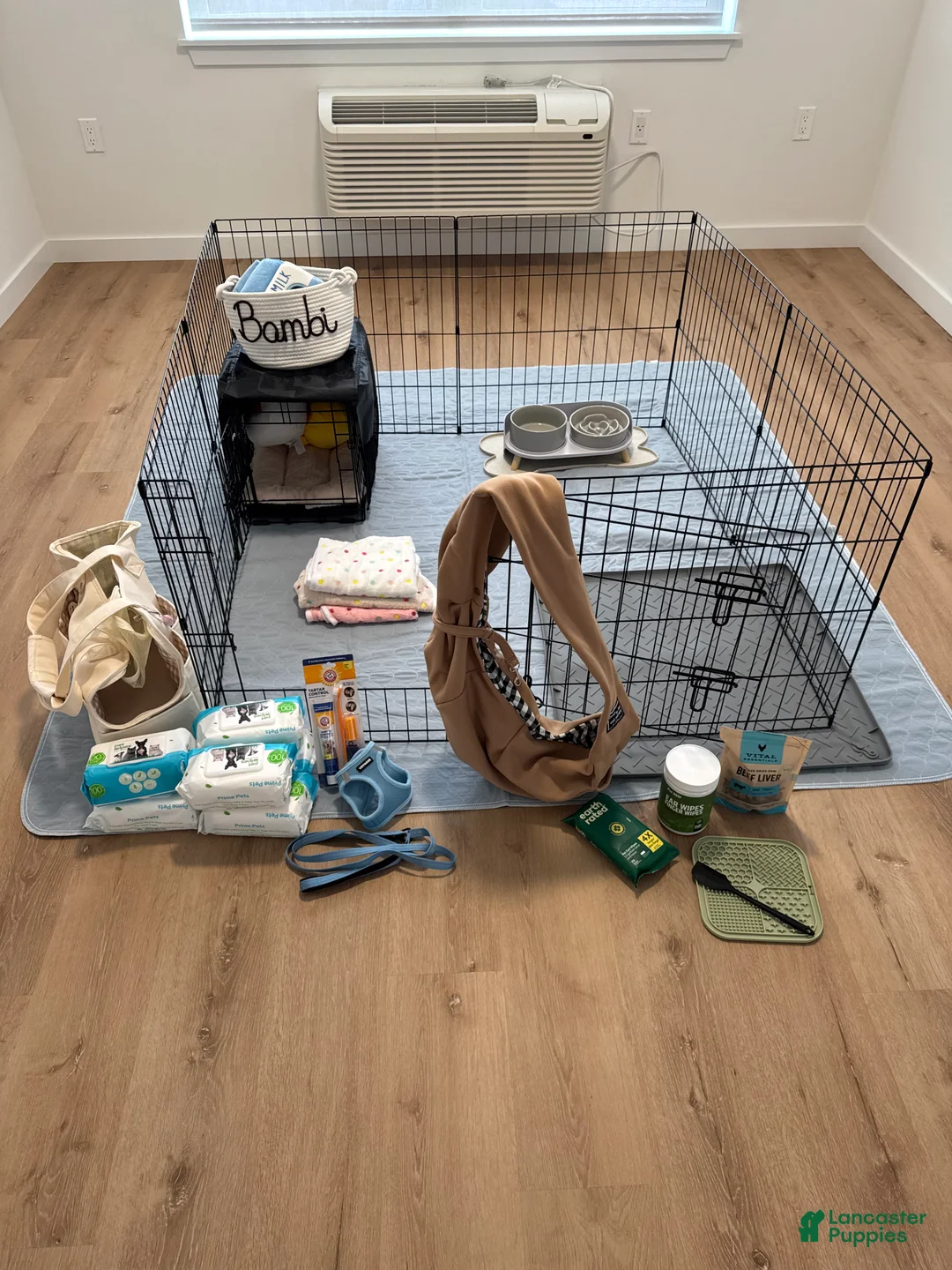 Miniature Dachshund dogs for sale: Miniature Dachshund Puppy 1 - Ad 5