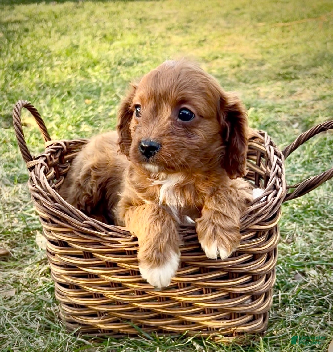 Cavapoo dogs for sale: Scooter - Ad 3