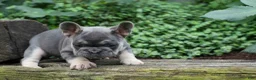 French Bulldog dogs for sale:  Flora Jane 🩷 - Ad 4