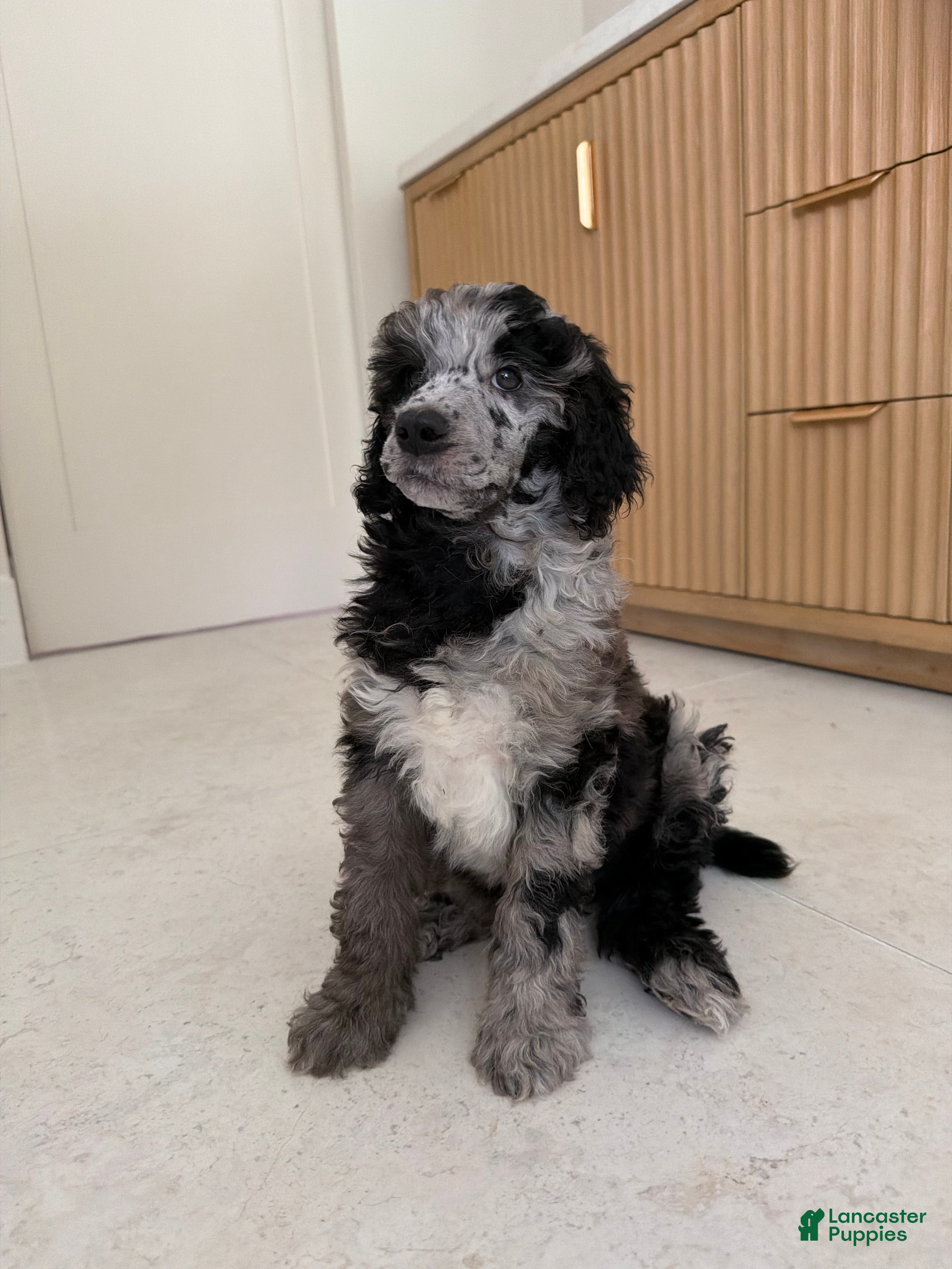Standard Poodle dogs Bluejay - Ad 2