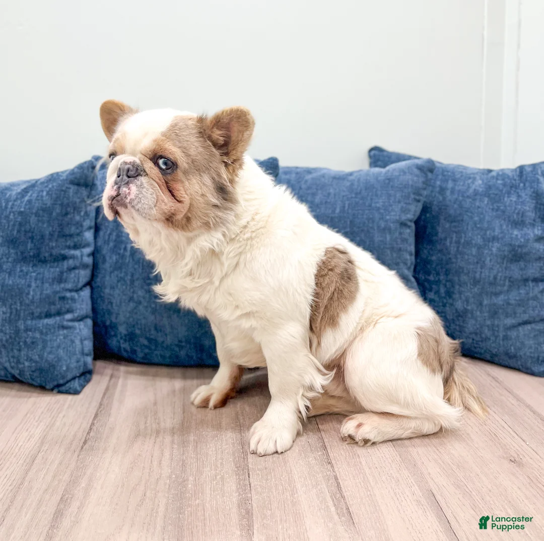 French Bulldog dogs for sale: Leo - Ad 3