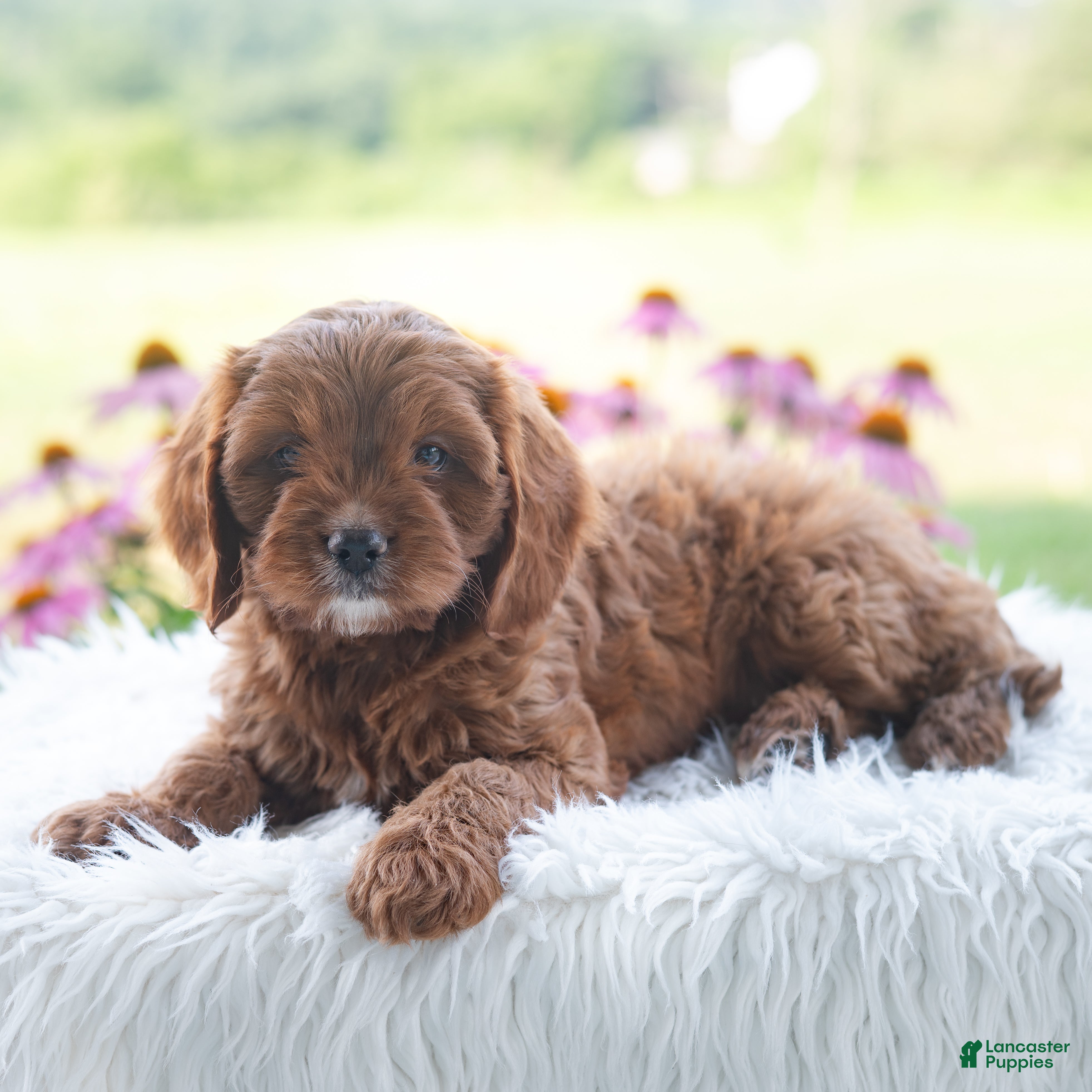 Cavapoo dogs Brianna  - Ad 1