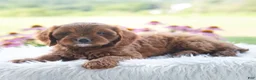 Cavapoo dogs for sale: Brianna  - Ad 1