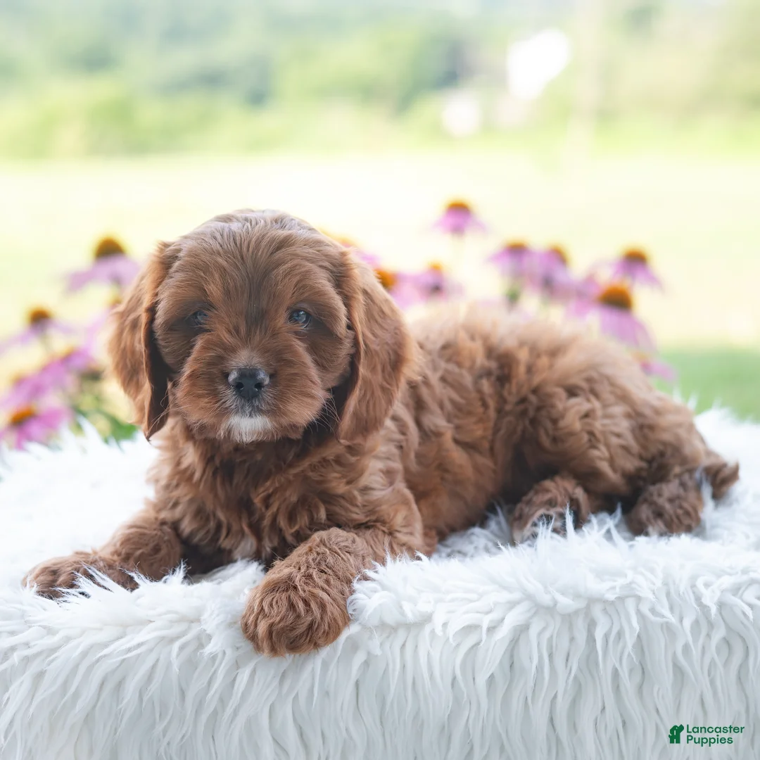 Cavapoo dogs for sale: Brianna  - Ad 1
