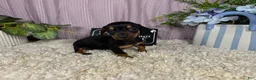 Miniature Dachshund dogs for sale: Miniature Dachshund 1 - Ad 3