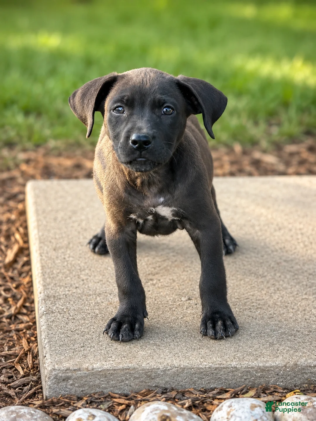 Mixed Breed dogs for sale: Tilly $145 - Ad 1