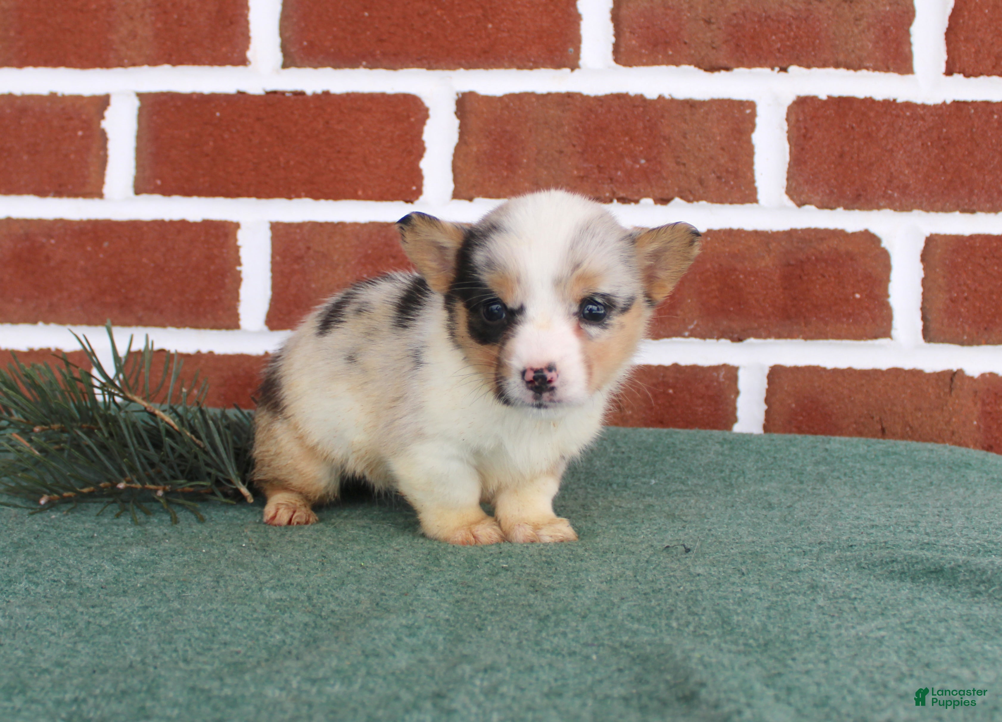 Welsh Corgi Pembroke dogs Janessa - Ad 27