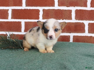 Welsh Corgi Pembroke dogs Janessa - Ad 11