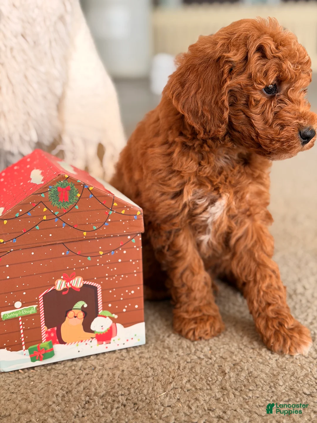 Mini Goldendoodle dogs for sale: Santa - Ad 2