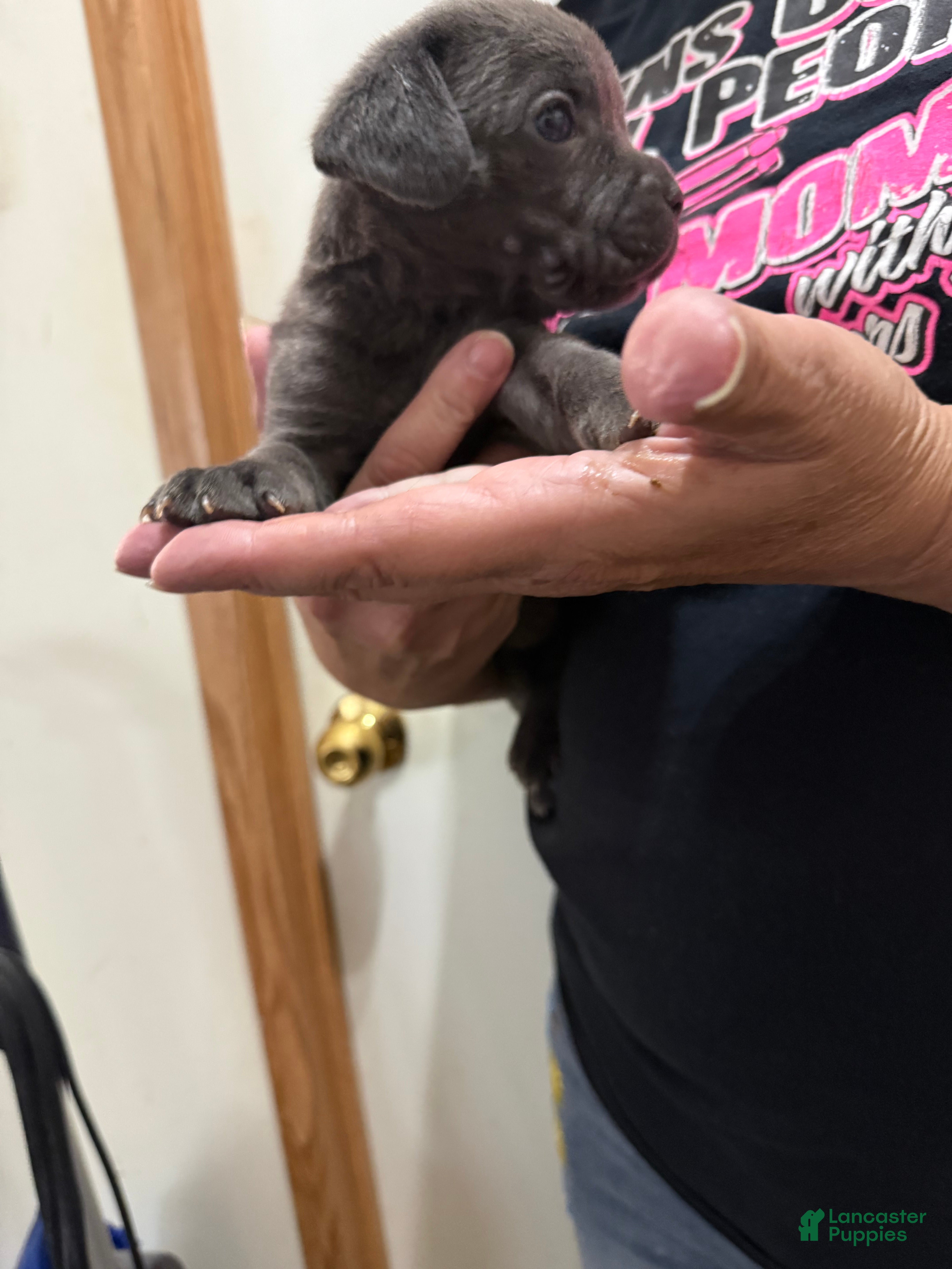 Cane Corso dogs for sale: Classy Solid Slate Gray - Ad 1