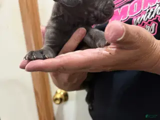 Cane Corso dogs Classy Solid Slate Gray - Ad 10