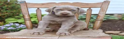 Weimaraner dogs for sale: Skye - Ad 3