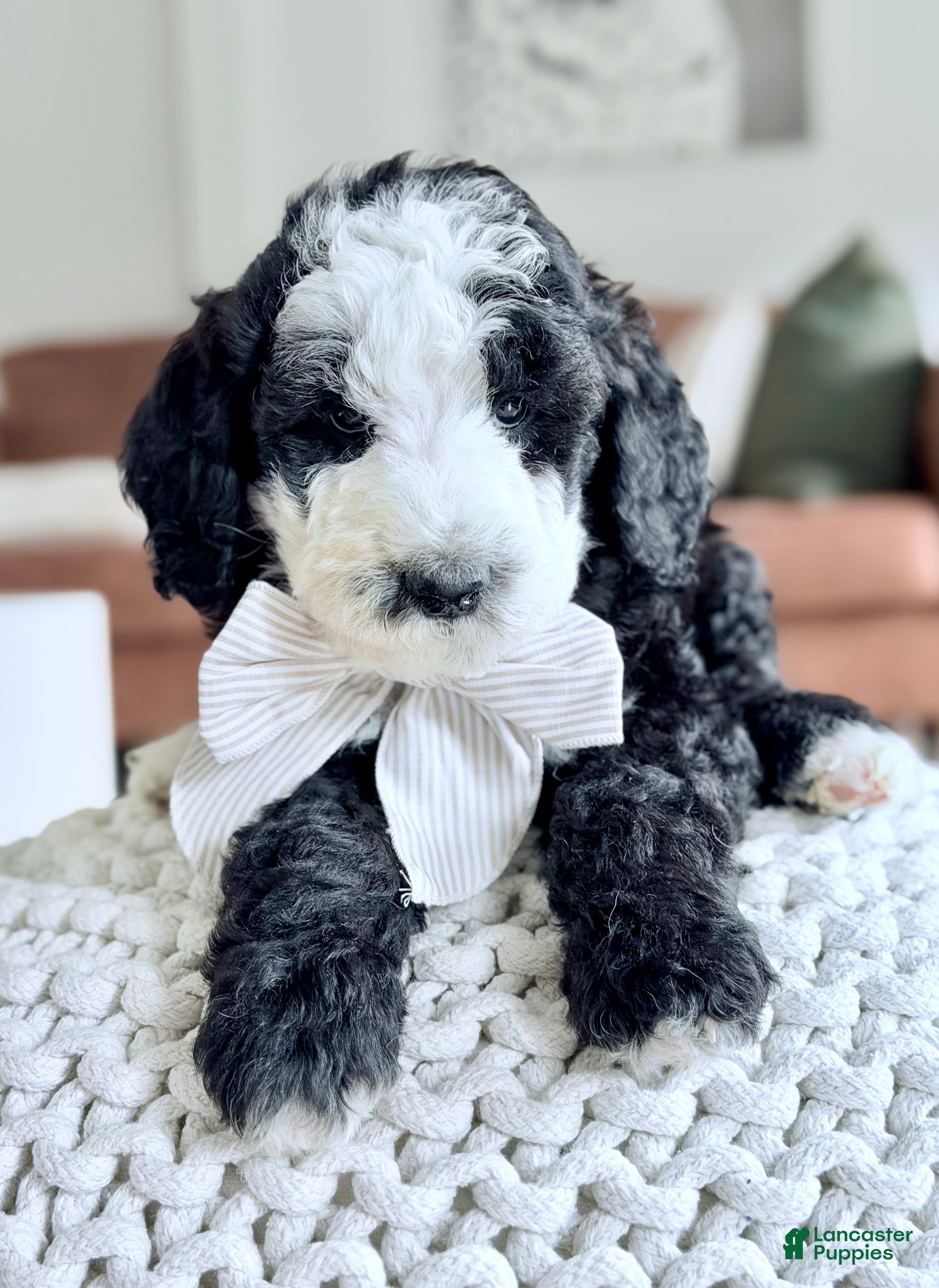 Bernedoodle dogs Shepherd  - Ad 1