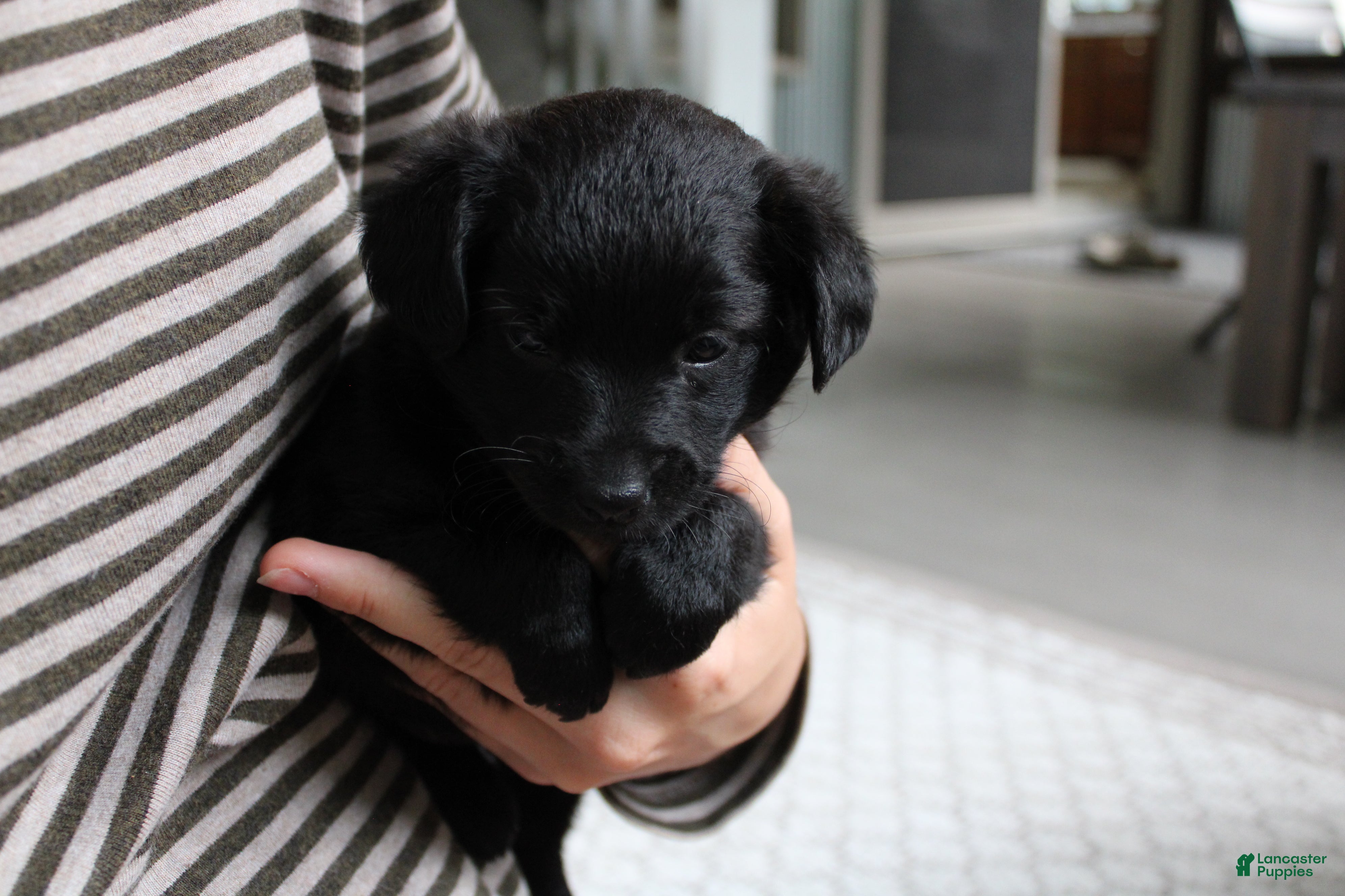 Mixed Breed dogs Riley - Ad 1