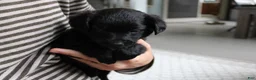 Mixed Breed dogs for sale: Riley - Ad 4
