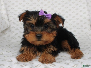 Yorkiepoo dogs - Ad 38