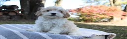 Cavapoo dogs for sale: Goldie - Ad 2