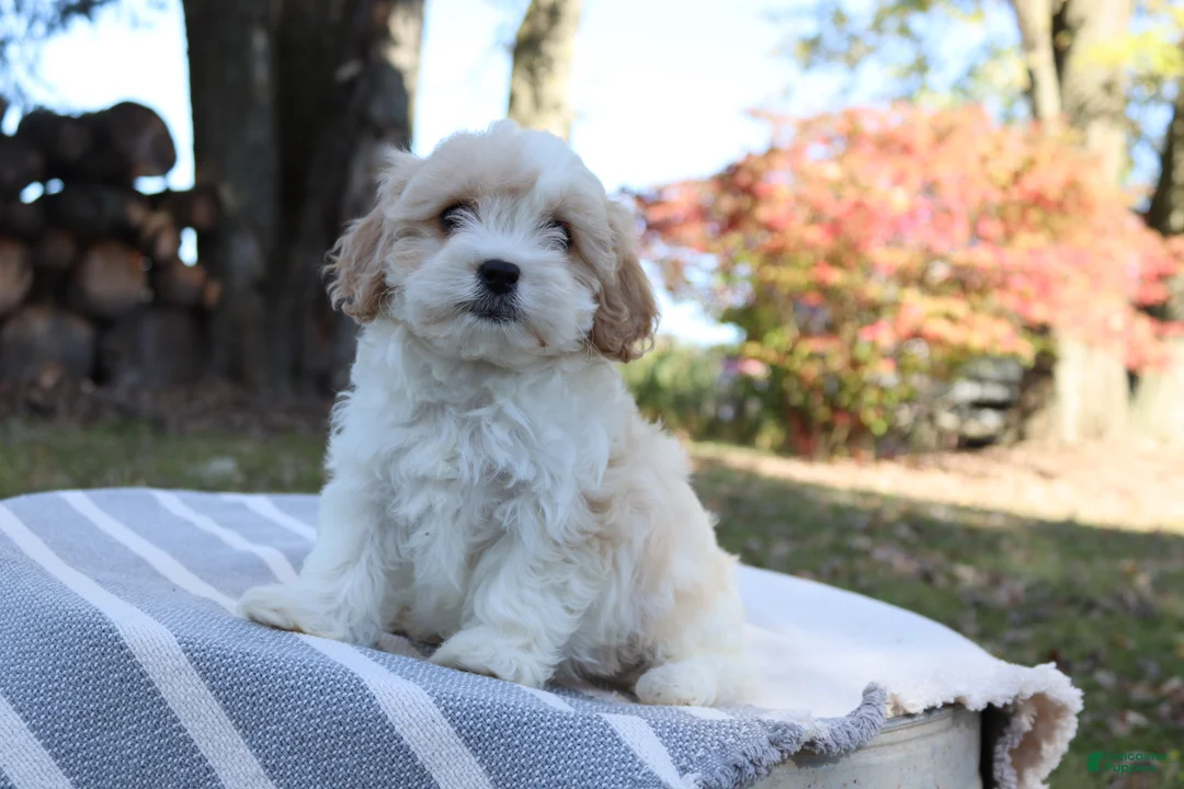 Cavapoo dogs for sale: Goldie - Ad 2