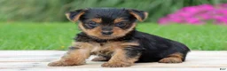 Yorkshire Terrier dogs for sale: Tia - Ad 6