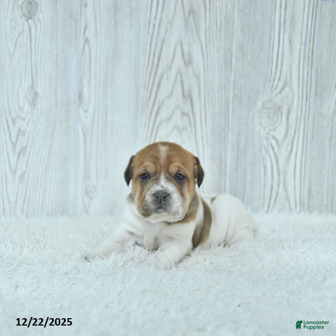 Mini Hippo dogs for sale: Gracie - Ad 5