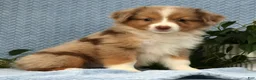 Miniature Australian Shepherd dogs for sale: Remi - Ad 5