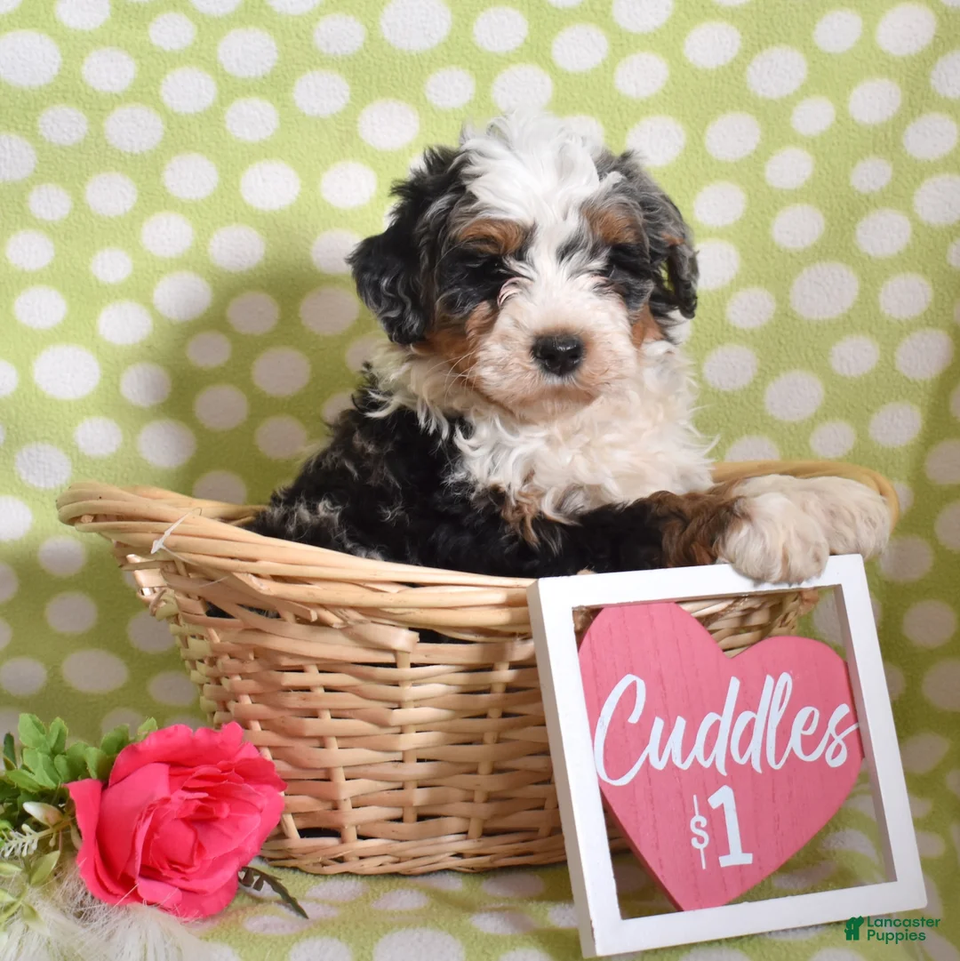 Bernedoodle dogs for sale: Gordon  - Ad 4