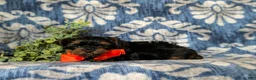 Yorkiepoo dogs for sale: Newton 7 lbs Full Grown - Ad 4