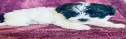 Havanese dogs for sale: Sophie - Ad 4