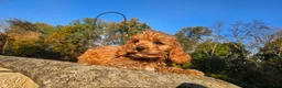 Cavapoo dogs for sale: Zach - Ad 7