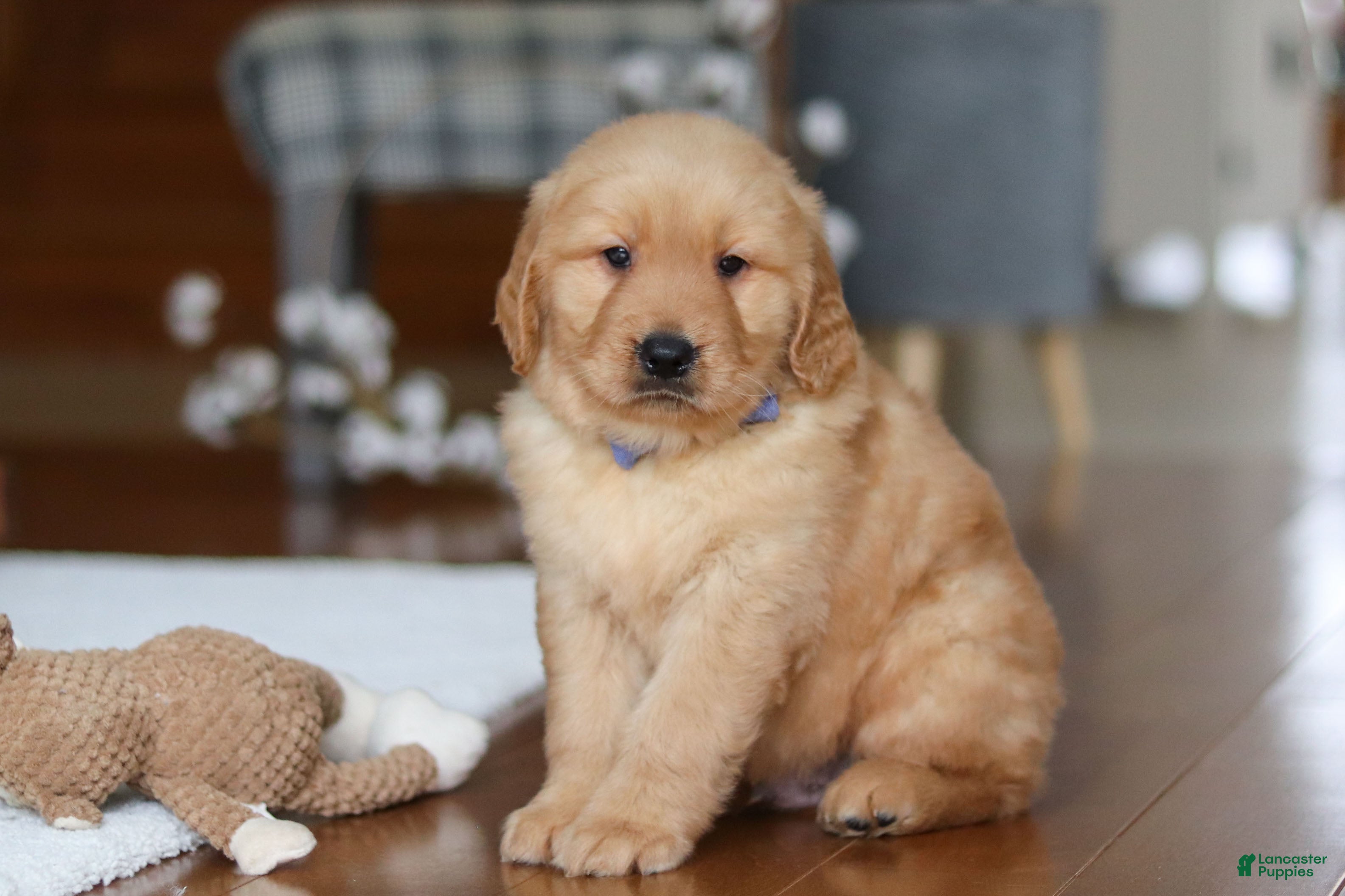 Golden Retriever dogs for sale: Lucas - Ad 1