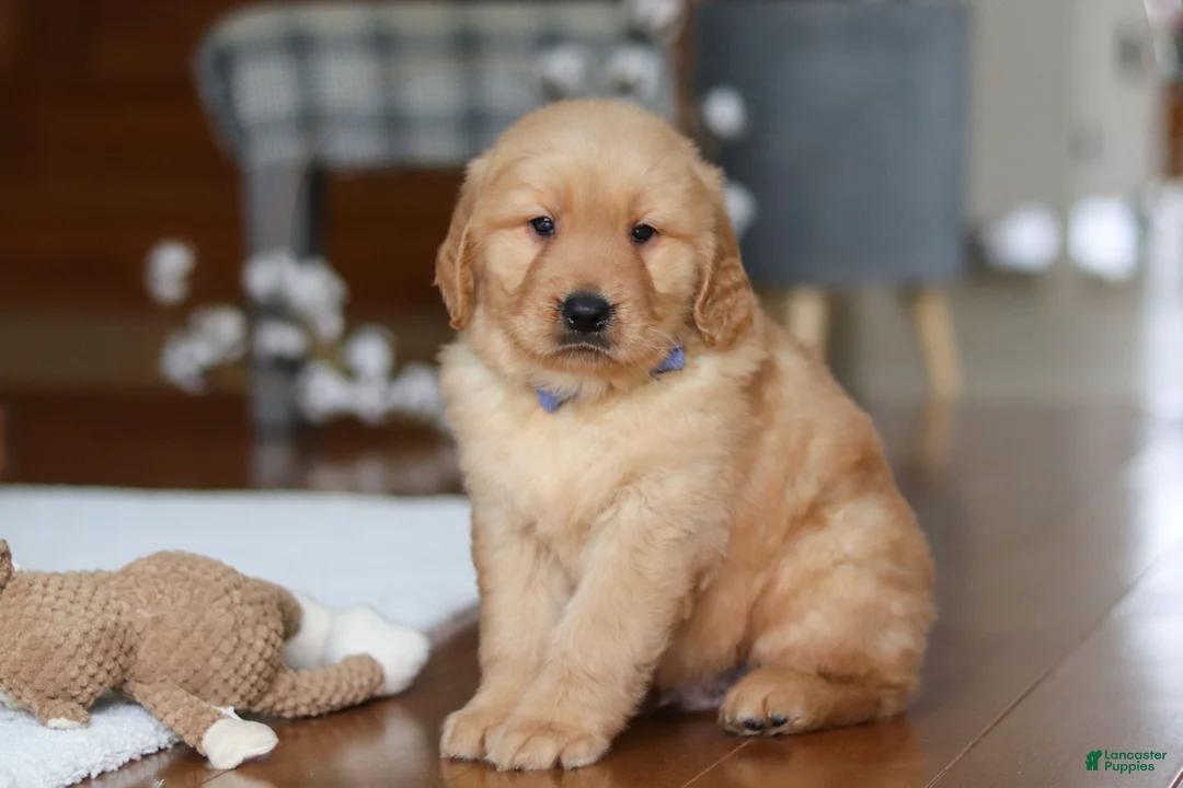 Golden Retriever dogs for sale: Lucas - Ad 1