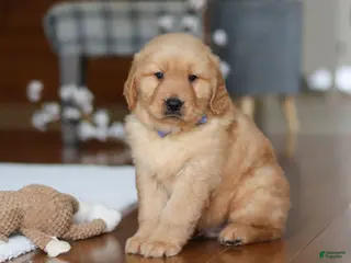 Golden Retriever dogs for sale: Lucas - Ad 1