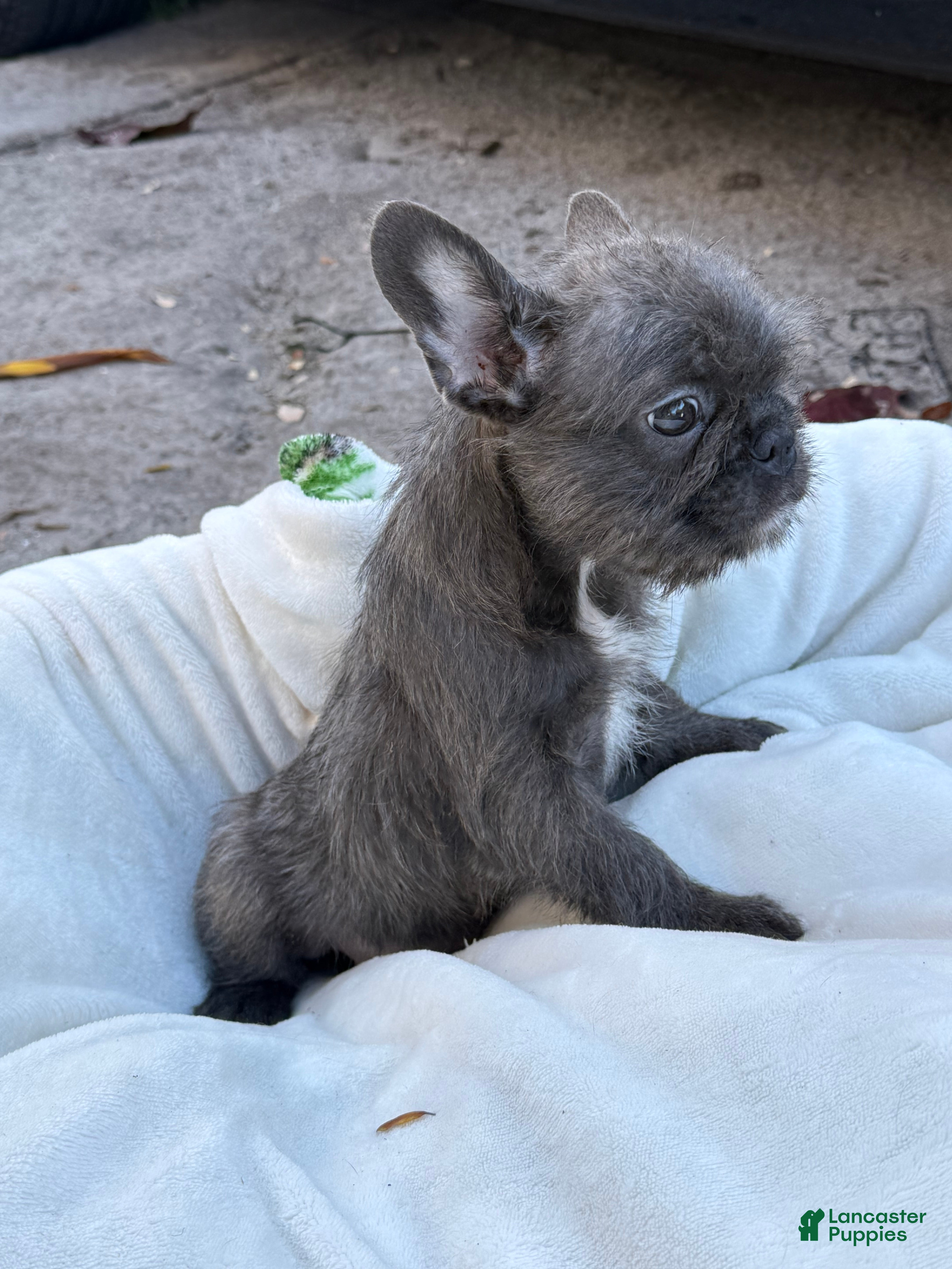 French Bulldog dogs French Bulldog Puppy 2 - Ad 23