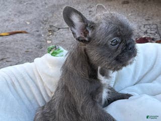 French Bulldog dogs French Bulldog Puppy 2 - Ad 29