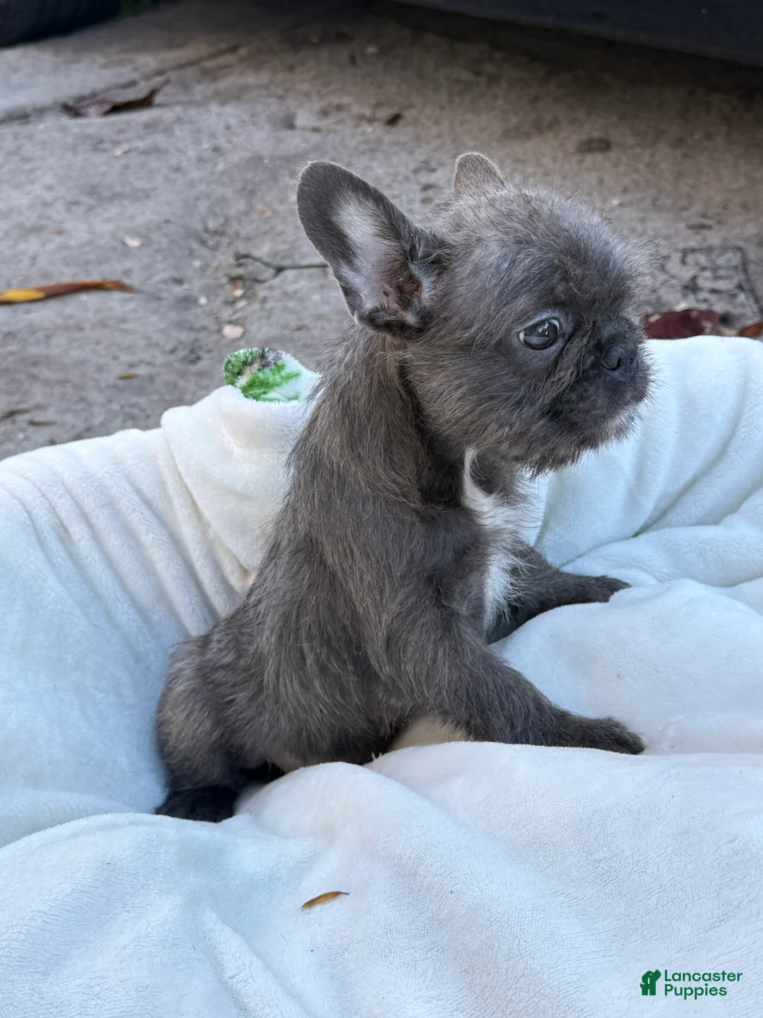French Bulldog dogs for sale: French Bulldog Puppy 2 - Ad 1