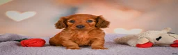 Dachshund dogs for sale: Jax - Ad 2