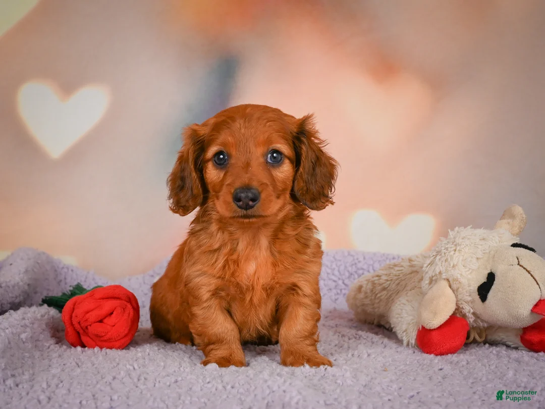 Dachshund dogs for sale: Jax - Ad 2