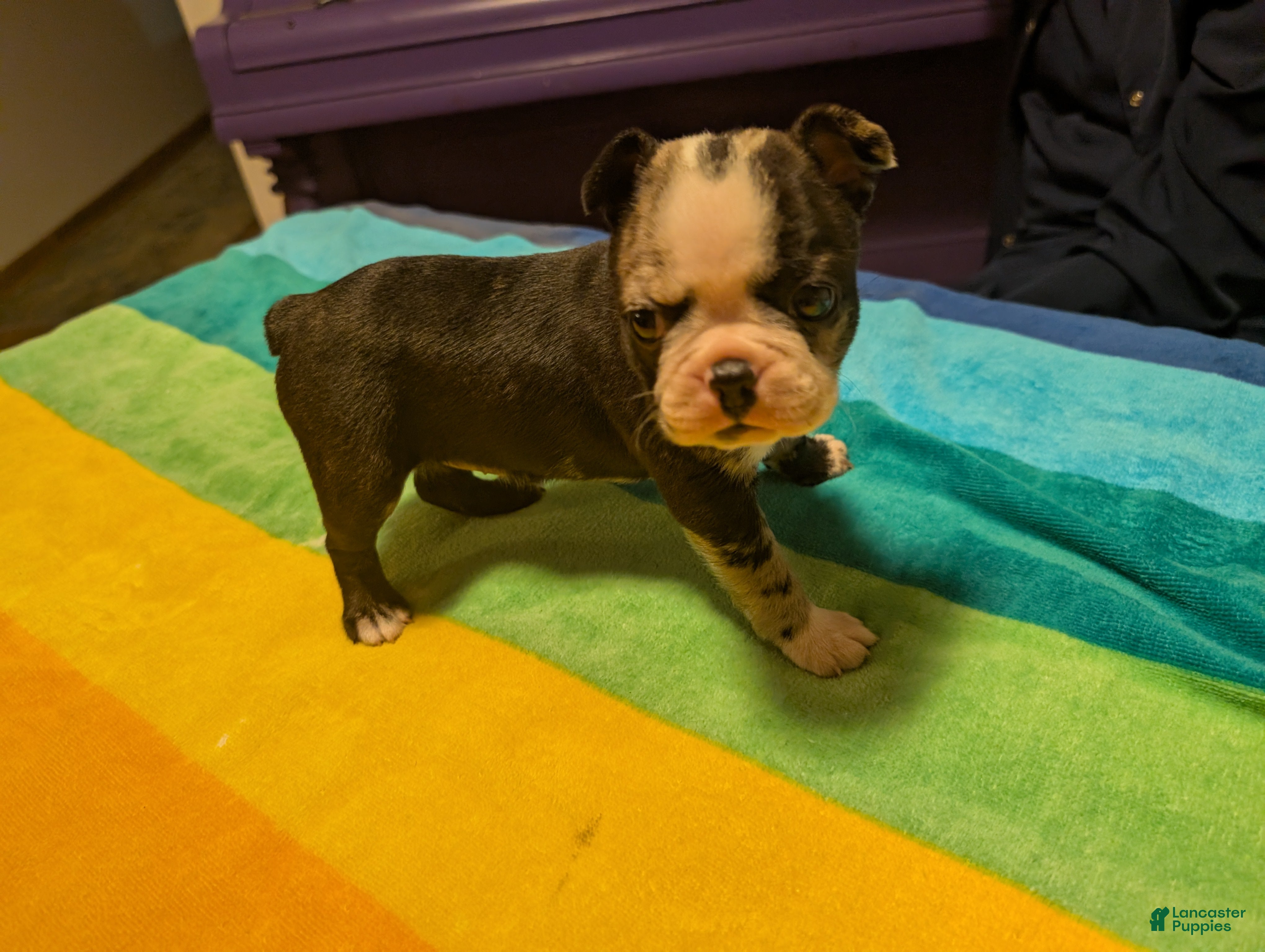 Frenchton dogs Jacqueline - Ad 2