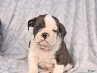 Olde English Bulldogge dogs Rhett - Ad 27
