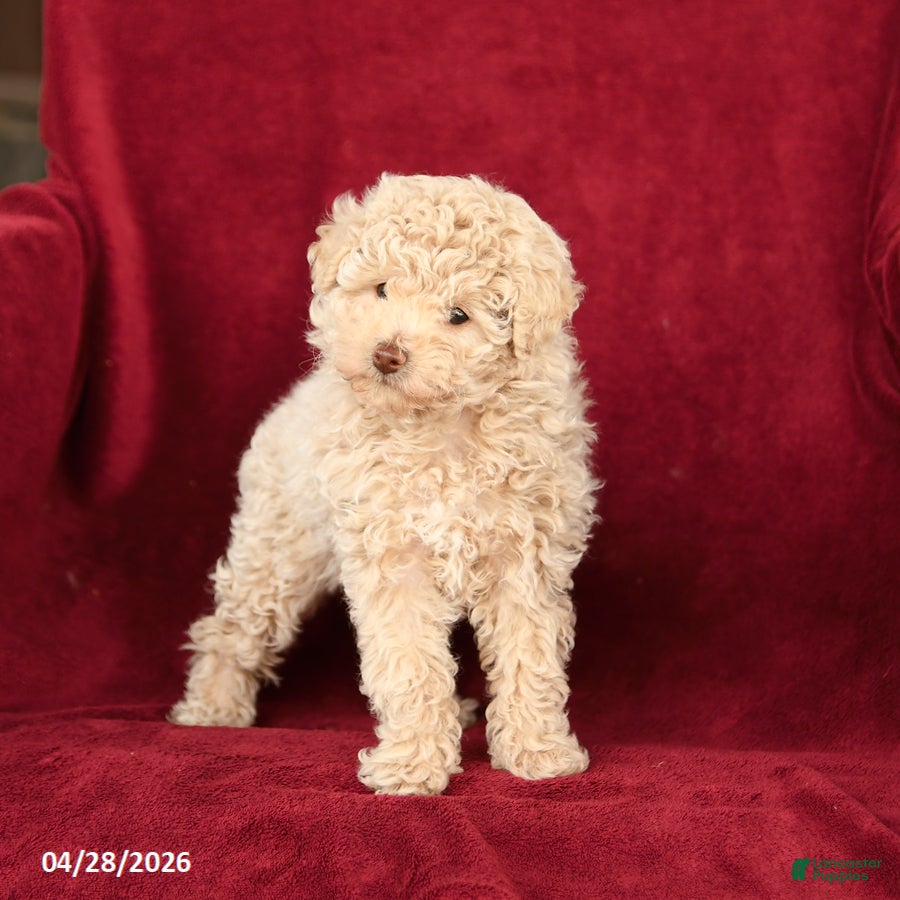 Toy Poodle dogs Angel - Ad 2