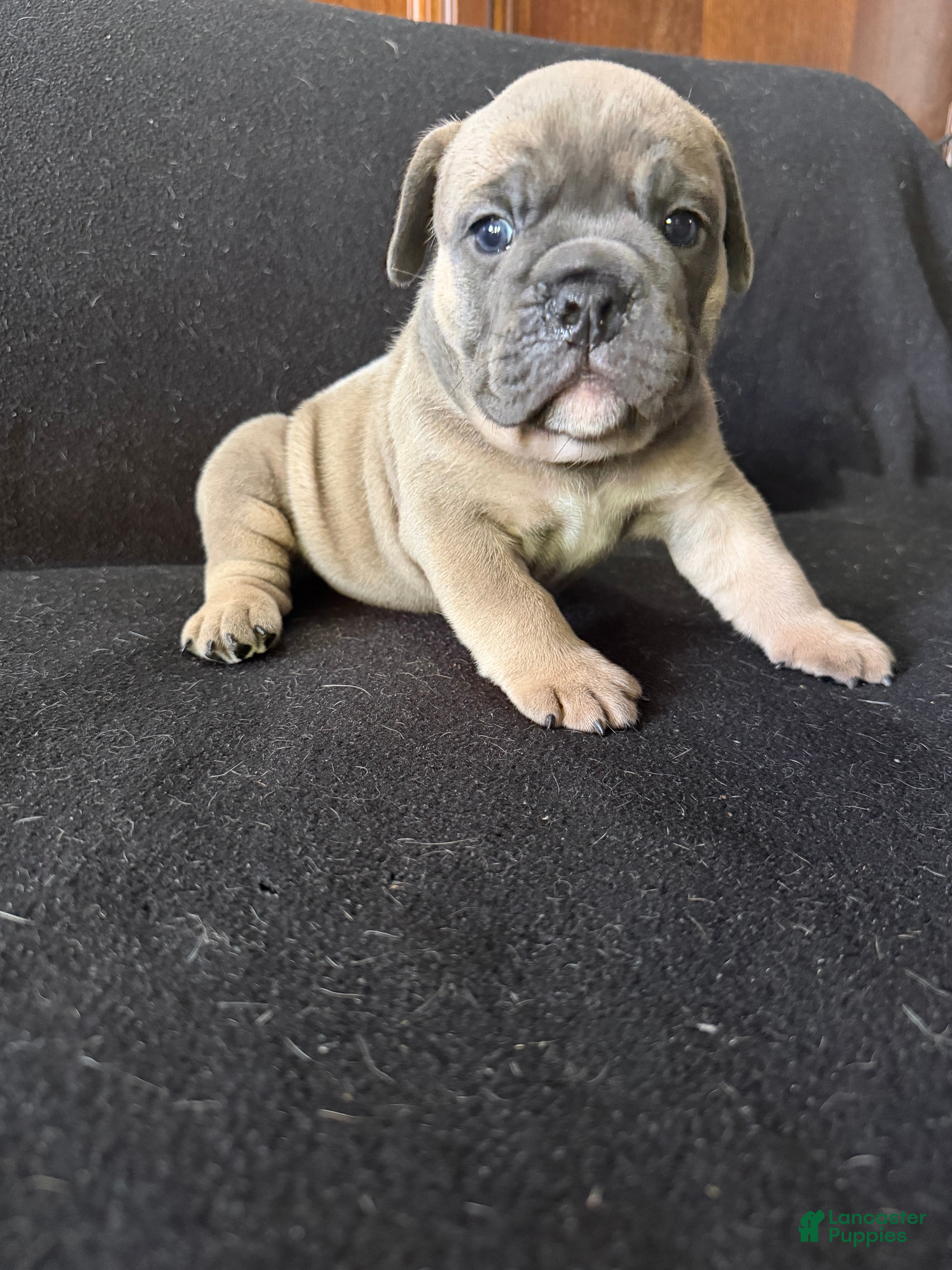 English Bulldog dogs for sale: Sable fawn male - Ad 1