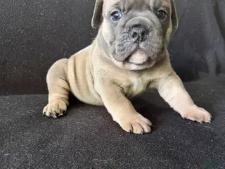English Bulldog dogs Sable fawn male - Ad 2